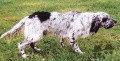 Setter Anglais BOY DE KERFEUIL Setter Anglais BOY DE KERFEUIL